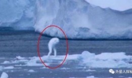 南极最新爆料,揭秘未知的冰原奥秘
